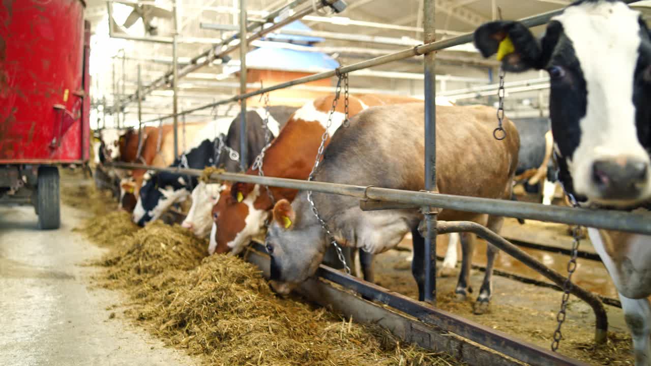 Belle mucche in fila che mangiano erba secca in una stalla moderna. Alimentazione del bestiame in una stalla. Concetto di allevamento.