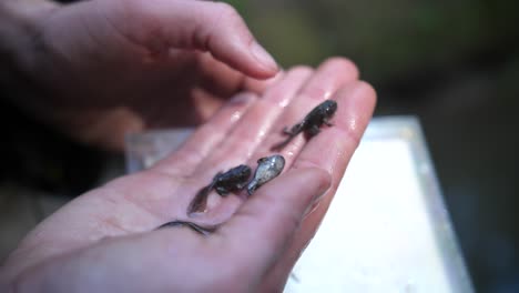 Two-tadpoles-(yellow-bellied-toad)-on-a-hand-close-up-shot.