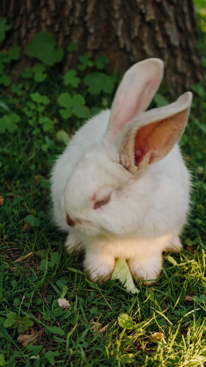 Adorabile coniglio bianco che mangia lattuga fresca sull'erba verde.