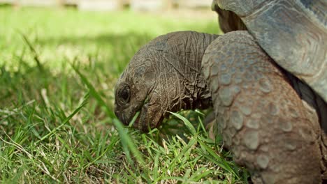 primer plano de tortuga gigante de galápagos comiendo hierba verde, subespecie única, áfrica