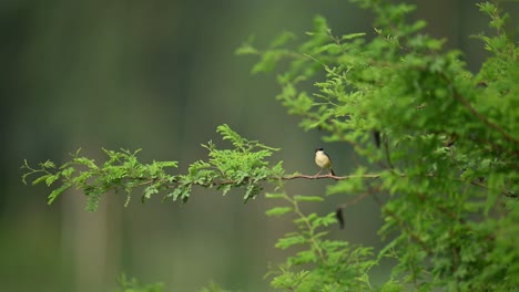 an ashy prinia perches on a twig and sings energetically in its natural surroundings. captures detailed vocal behavior and characteristic tail flicking