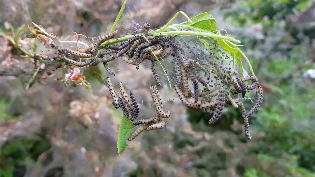 Nesting web of ermine moth caterpillars, yponomeutidae, hanging from the branches of a tree