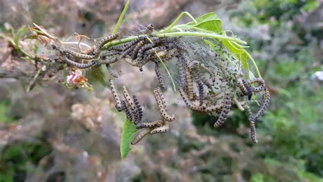 Verschachtelungsnetz-Von-Raupen-Der-Hermelinmotte,-Yponomeutidae,-Die-An-Den-Ästen-Eines-Baumes-Hängen