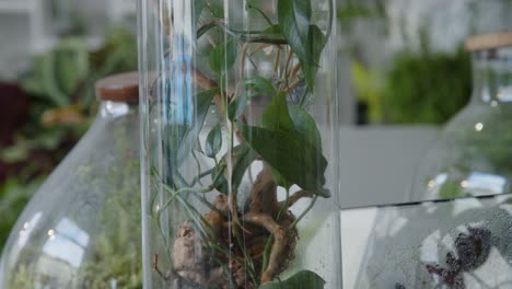 floral workshop with tiny ecosystems in the terrariums close-up of the ready-made glass tube tilt-down shot