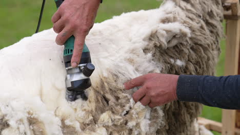 close up of shearing sheep