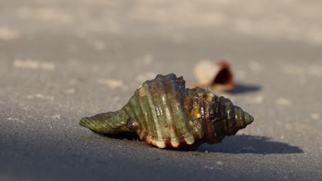 hermit crab slowly exits its shell on sand