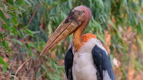 a big bird in the stork family common in southern asia and now endangered due to habitat loss