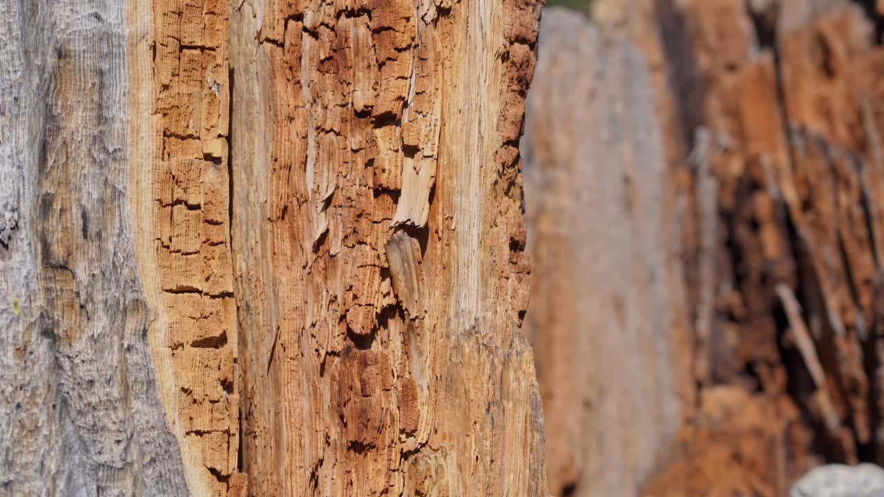 Detailed close-up of a tree trunk where the bark is split in half, using a pull focus technique to transition attention from the foreground texture to the depth of the crack or background