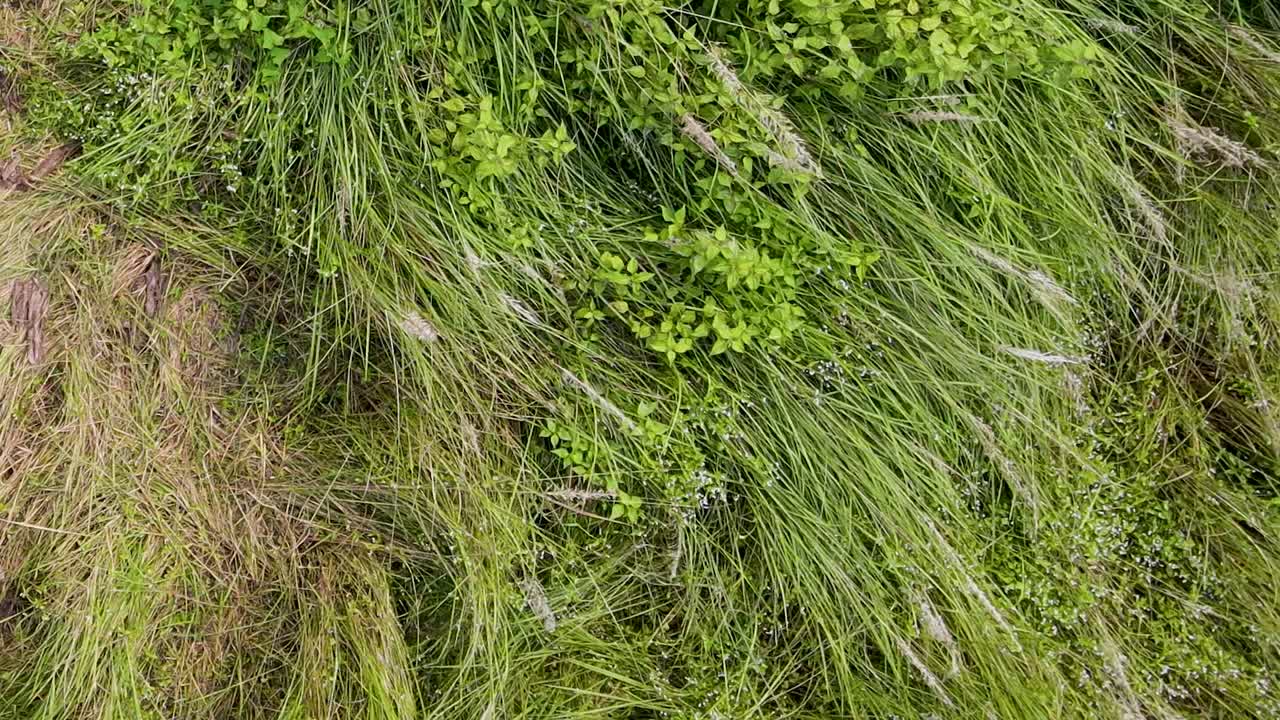Wild Sugarcane Plant In Rural Bangladesh - High Angle Shot