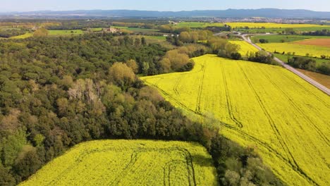 Toma-Aérea-Dando-Vueltas-A-La-Derecha-Sobre-Campos-De-Colza-Cerca-De-La-Carretera