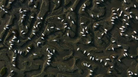 Muddy-zone,-at-the-end-of-a-30-km-long-bay,-channels-formed-by-the-tides