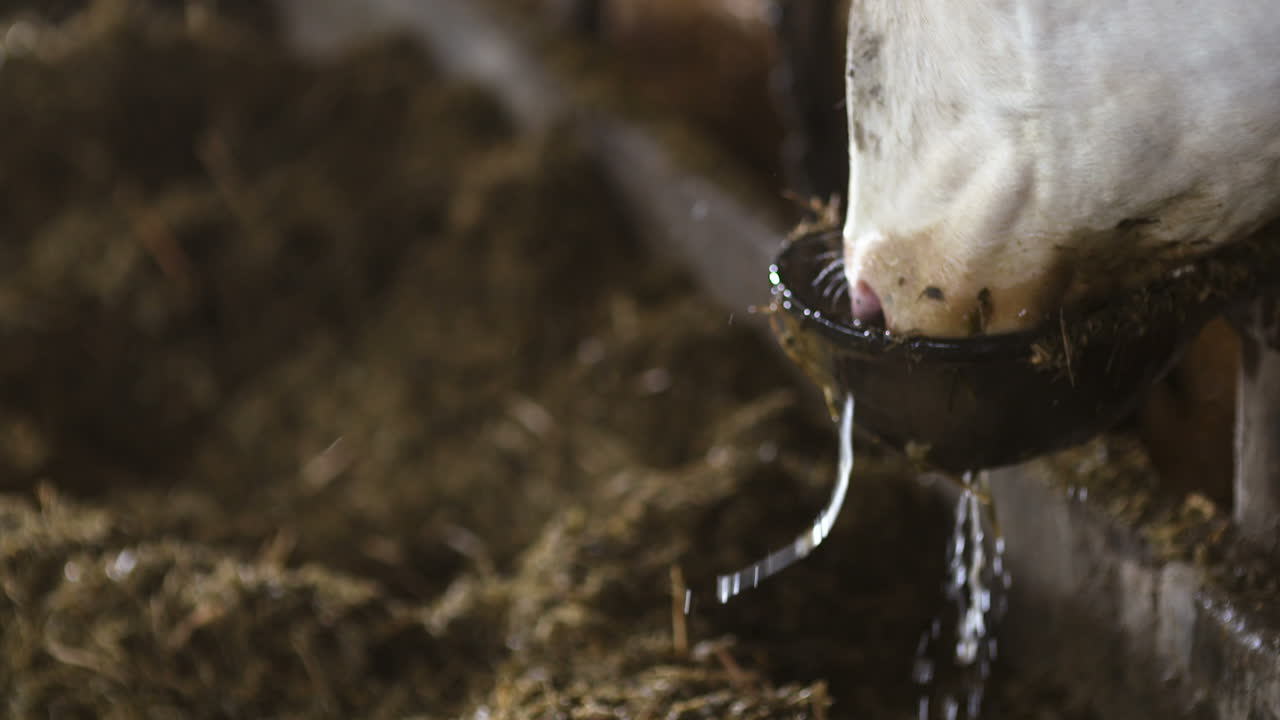 농장 헛간에서 건초를 먹는 소 농업 농장 헛간에서 농업 젖소 3