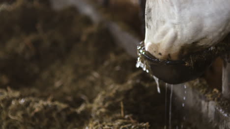 Cow-Eating-Hay-In-Farm-Barn-Agriculture-Dairy-Cows-In-Agricultural-Farm-Barn-3