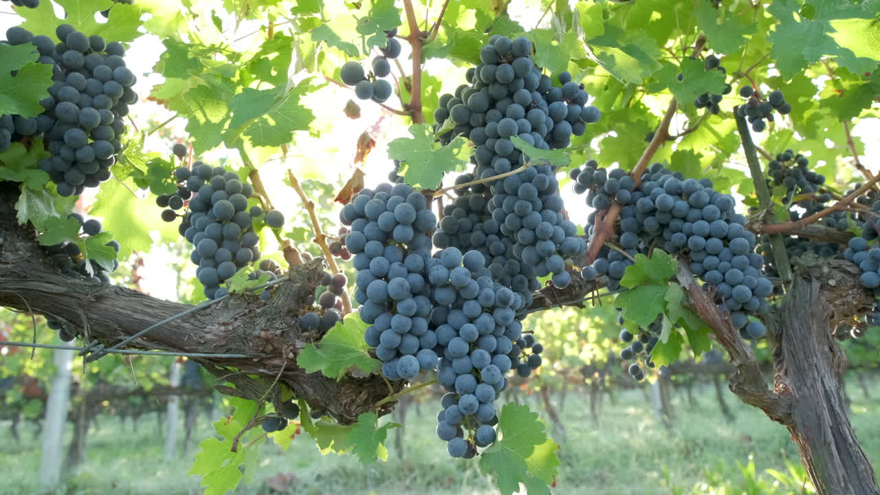 uvas rojas maduras en viña