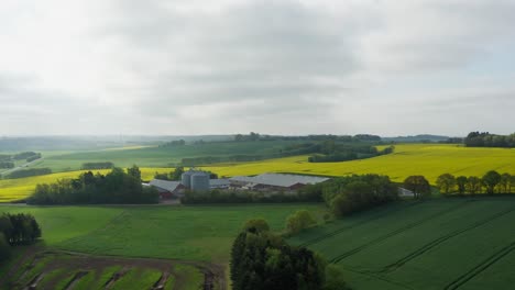 Yellow-rapeseed-flower-field-and-pigs-farm-in-Denmark