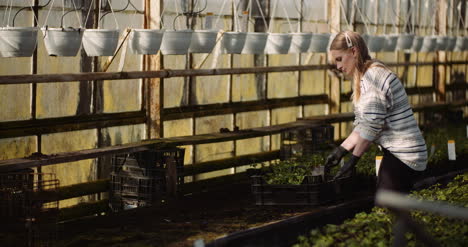 agricuture giardiniere femminile che lavora con piantine di fiori in serra 3