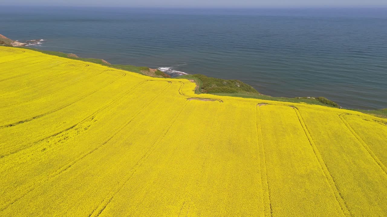 Aerial drone footage of bright yellow rapeseed fields contrasting with the blue ocean on the North Yorkshire coast in summer