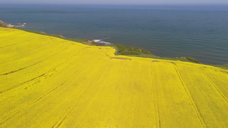 aerial drone footage of bright yellow rapeseed fields contrasting with the blue ocean on the north yorkshire coast in summer