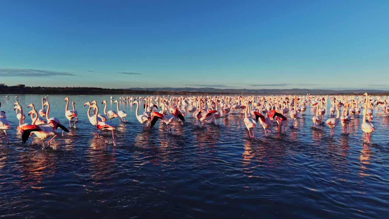 Flamingos standing in the water under the blue sky at sunset