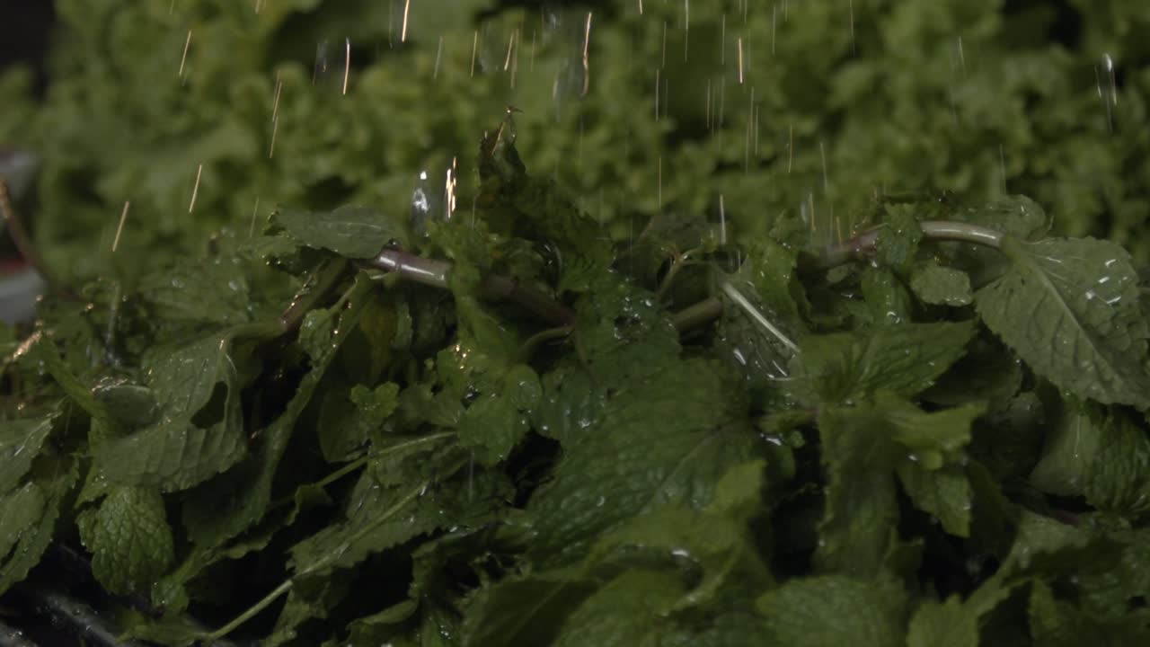 Refreshing mint rinsed for an aromatic harvest