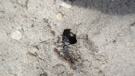 medium macro time lapse shot of a small ant hill hole in the sand of a small garden in brazil with black worker ants walking around and collecting food and supplies on a warm sunny summer day