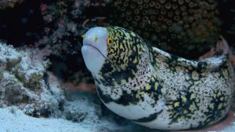 beautiful snowflake moray under a rocky crevice with algae swinging in front