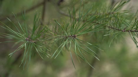 close-up of a pine tree branch.