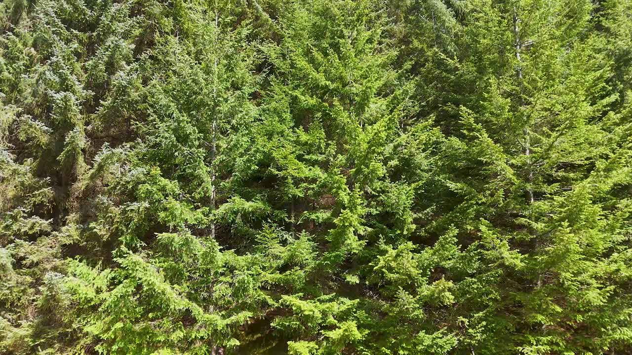 Lush green pine trees on a sunlit hillside, captured in a smooth horizontal pan. Natural daylight highlights dense forest textures in Glen Clova, Scotland