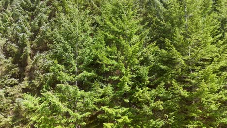 lush green pine trees on a sunlit hillside, captured in a smooth horizontal pan. natural daylight highlights dense forest textures in glen clova, scotland