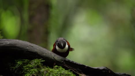 Un-Pájaro-Charlatán-De-Babero-Blanco-O-Stachyris-Thoracica-Picotea-La-Comida-Detrás-De-La-Madera