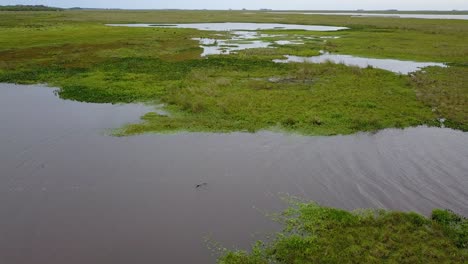 Wetlands-of-northeast-Argentina-shooted-with-drone