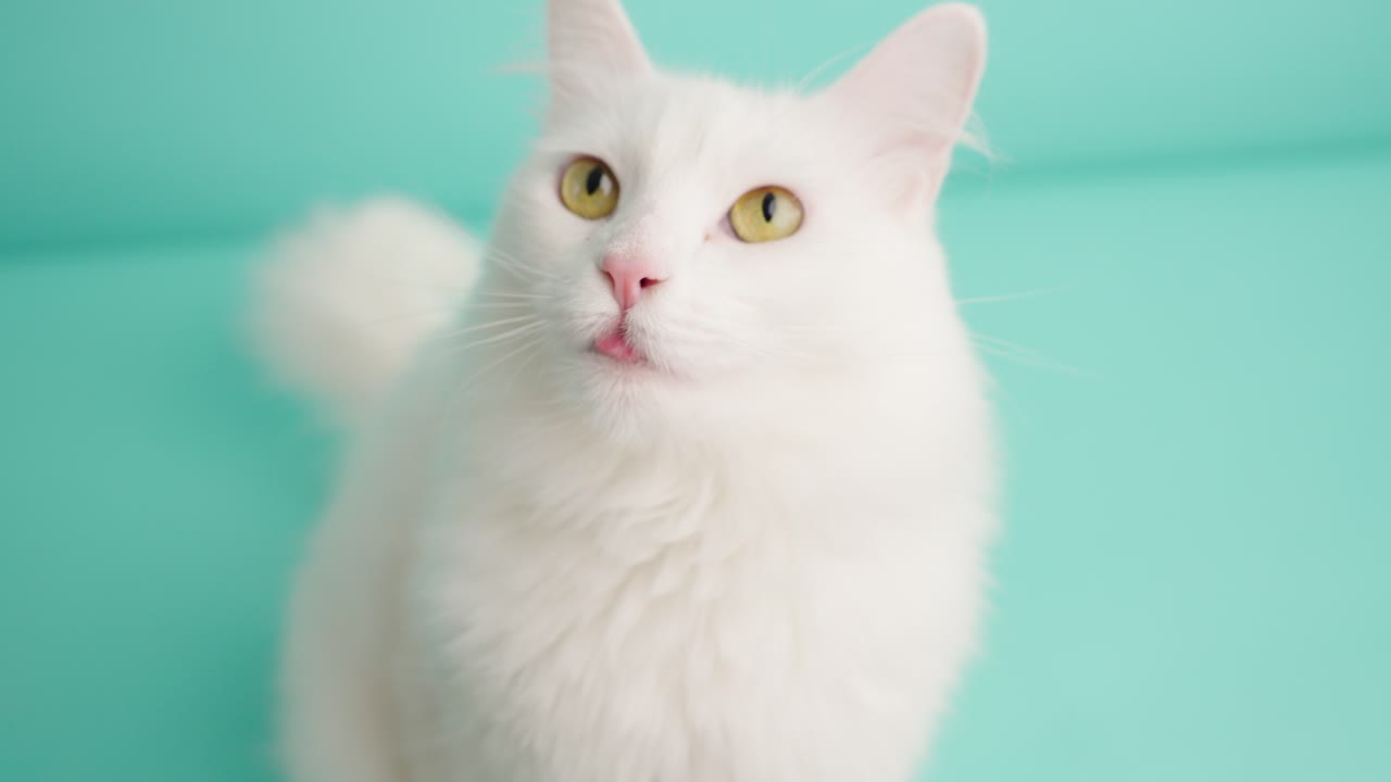 ターコイズブルーの背景でポーズをとる、美しい白のターキッシュアンゴラ猫