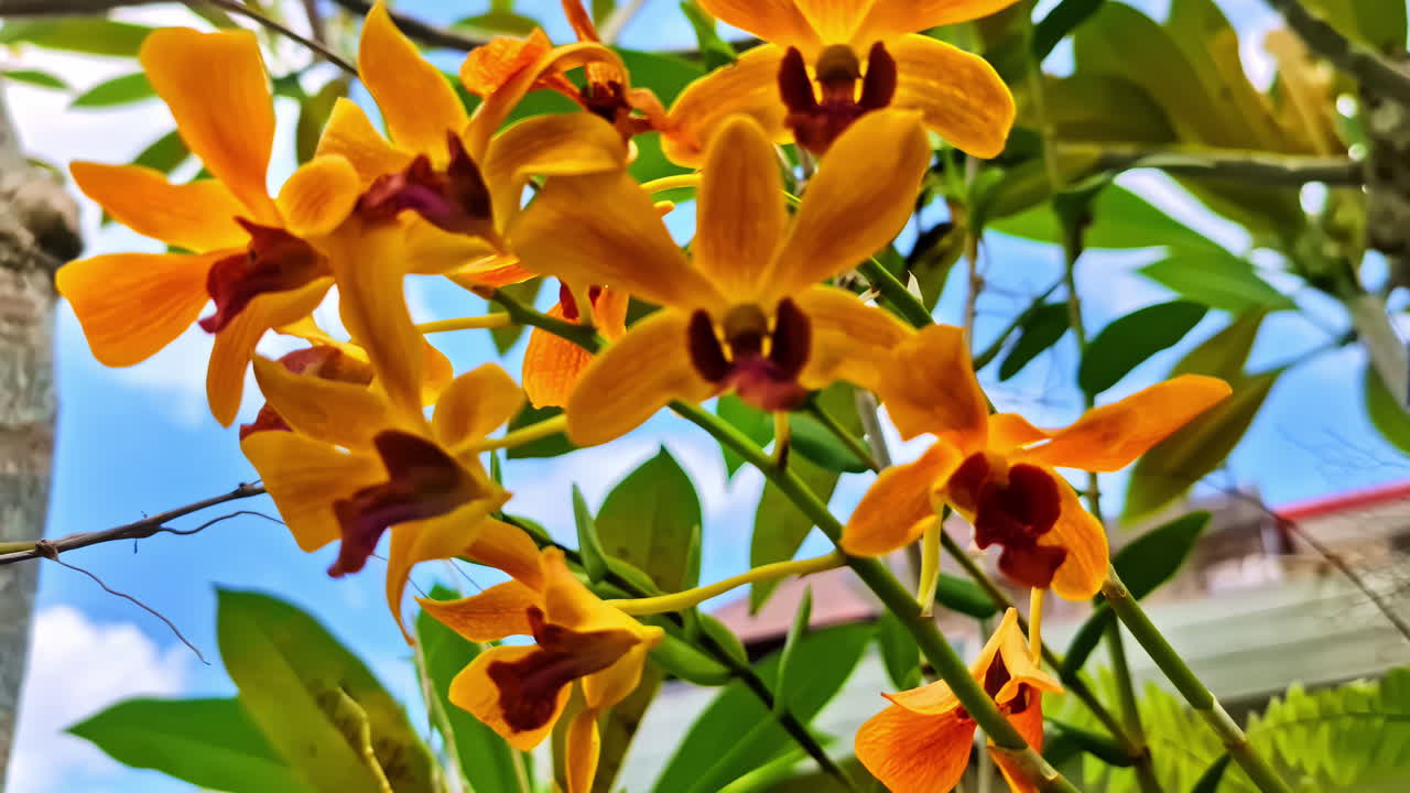 Featuring of cluster of golden yellow orchid flowers against a blue sky.