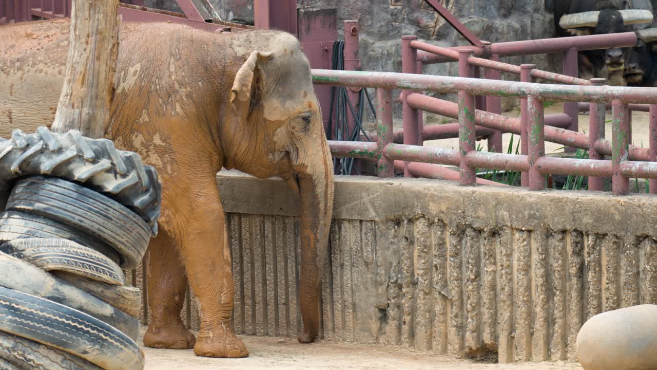 Elefante asiático hembra dentro de su recinto en el Zoológico del Gran Parque de Seúl.