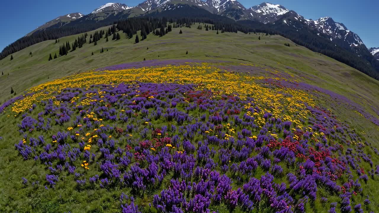 Levende blomstereng i en fjelleng med snødekte topper