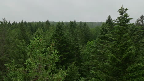 aerial view of a lush green coniferous forest