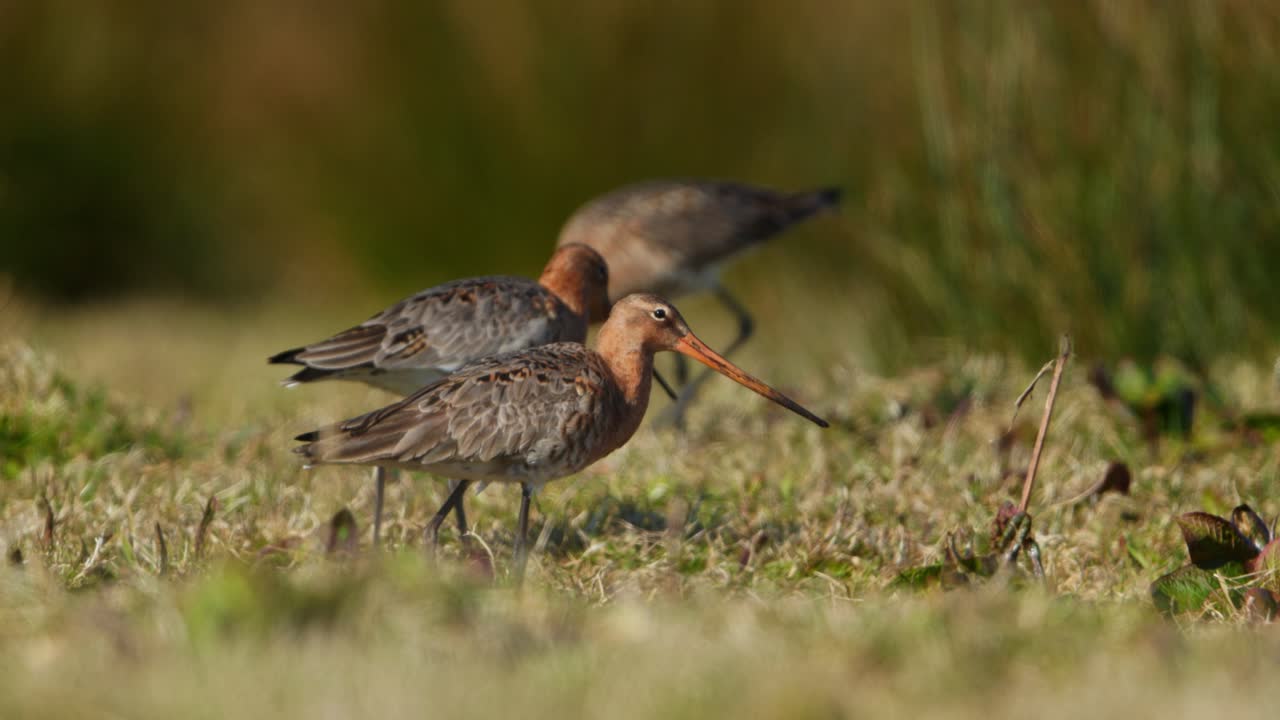 чернохвостые божики в болоте