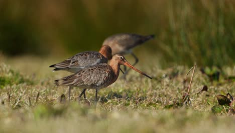 black-tailed godwits in a marsh