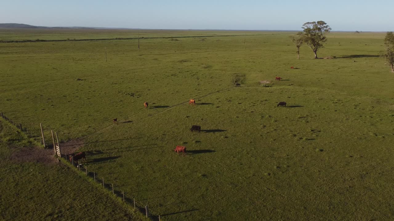 우루과이의 일몰에 방목하는 송아지와 갈색 소 시골 들판의 공중 촬영 보기