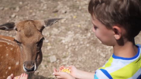 children feed young fallow deer with hands, corn