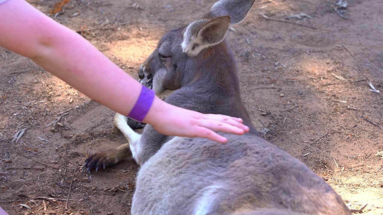 A young child gently pat on the back of a sleepy red kangaroo, macropus rufus lying on the ground in wildlife sanctuary, close up shot