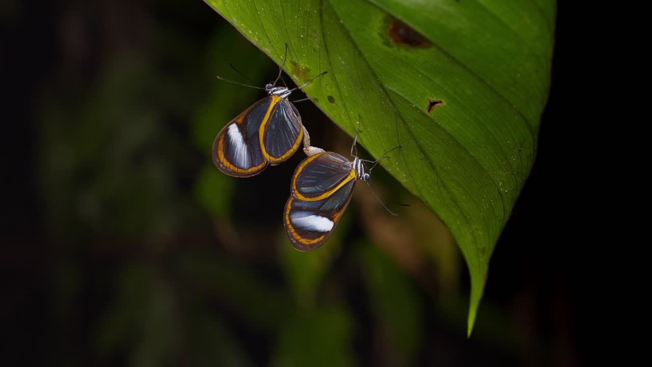 Splendente coppia di farfalle dalle ali di vetro che si accoppia sotto una foglia, farfalle ninfalidi del tipo Greta Oto.