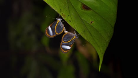Brilliant-glass-wing-butterfly-pair-mating-under-a-leaf-,-greta-oto-type-of-brush-footed-butterflies