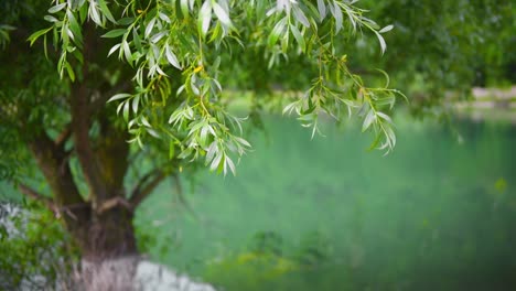 green trees grow in the water on the shore of lake.