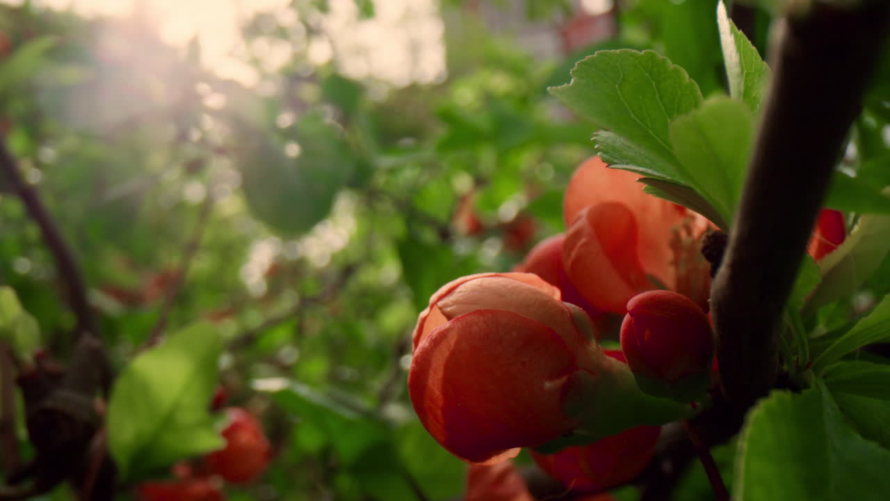 Røde træblomster der blomstrer i sollys i nærbillede. Fredfyldt blomsterscene.