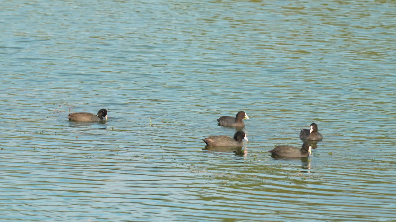 Swimming and eating in open wate