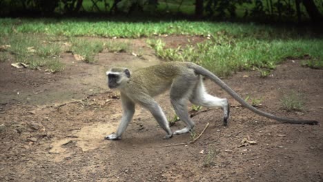 slowmotion of a wild african vervet monkey walking and looking in camera