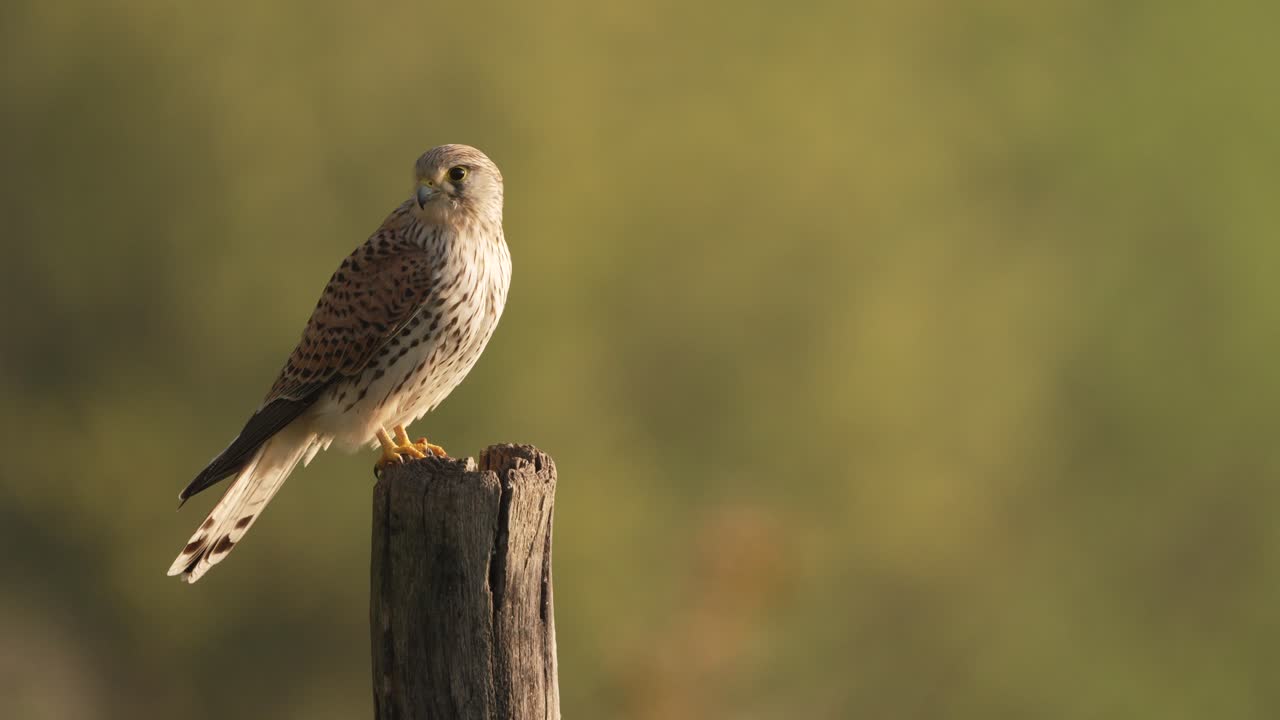 Beautiful bird, common kestrel flies away in slow motion