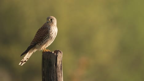 Beautiful-bird,-common-kestrel-flies-away-in-slow-motion