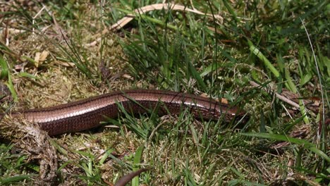 Slow-Worm-Anguis-fragilis-moving-through-grass